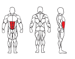 Total Abdominal TM525