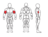 Biceps Curl TM531
